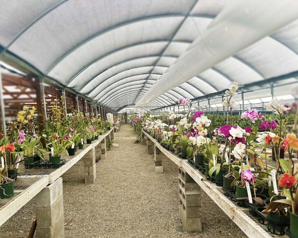 Different types of Orchids at Orchid Pacific Farm in Encinitas, California.