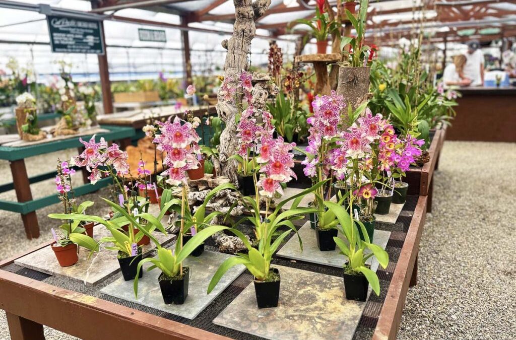 Orchid Enthusiasts Unite: Your Guide to Cal Pacific Orchid Farm in Encinitas