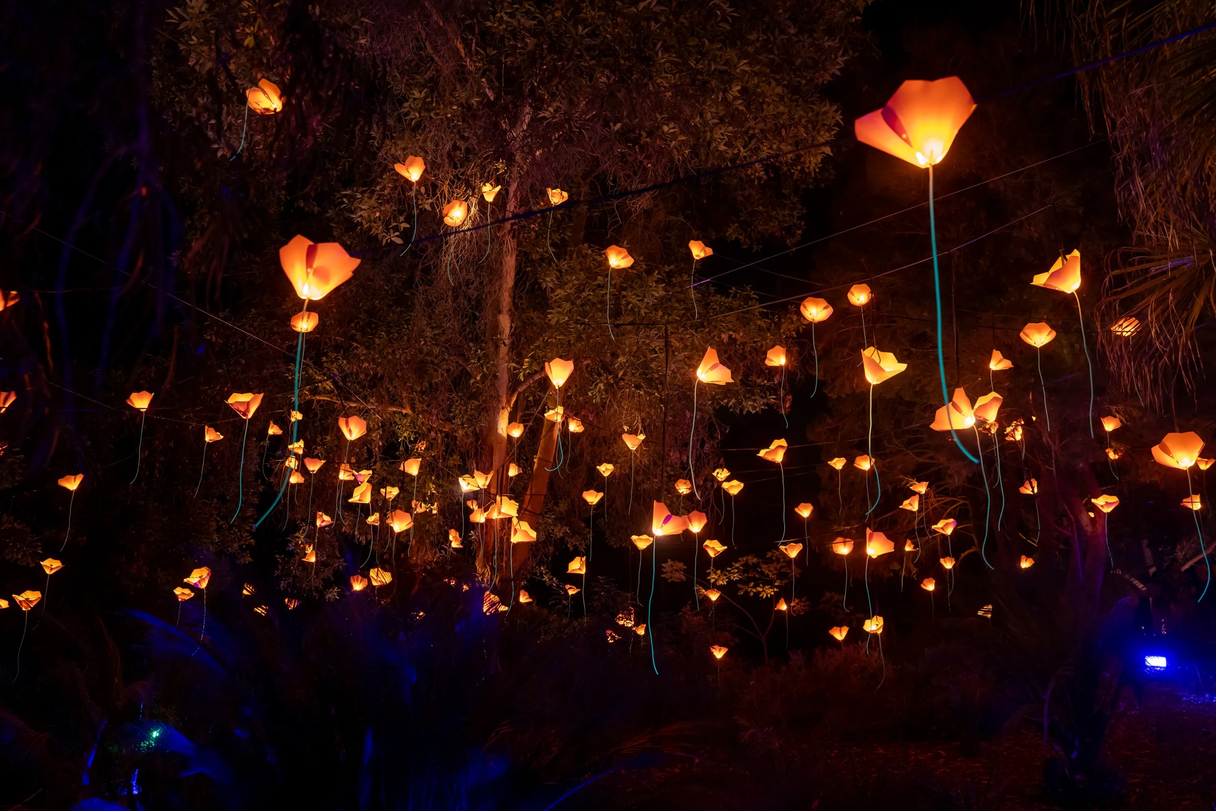 San Diego Lightscape: A Nighttime Spectacle at the Botanic Garden